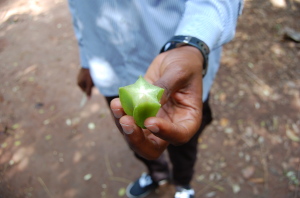 Starfruit (carambola)